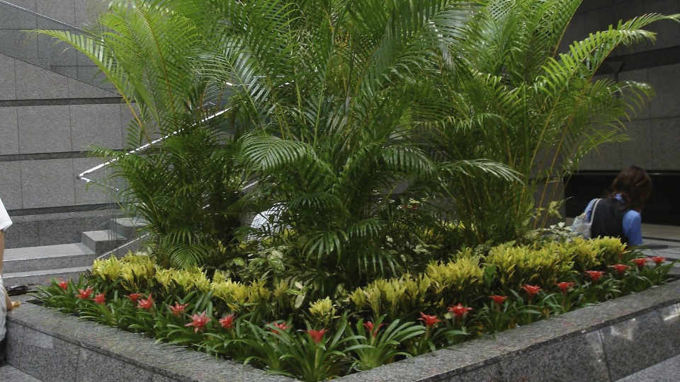 アレカヤシなどの観葉植物を用いた室内園芸装飾の例