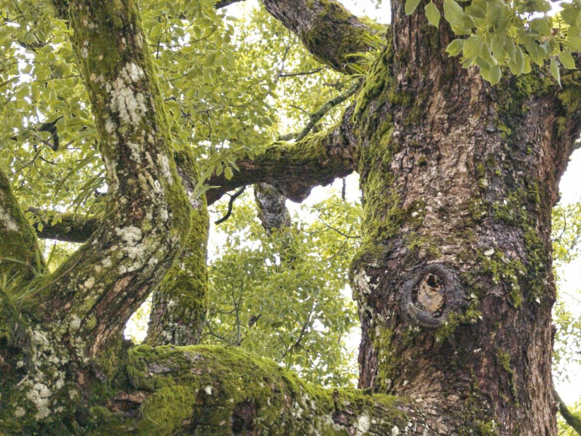 クスノキの木漏れ日