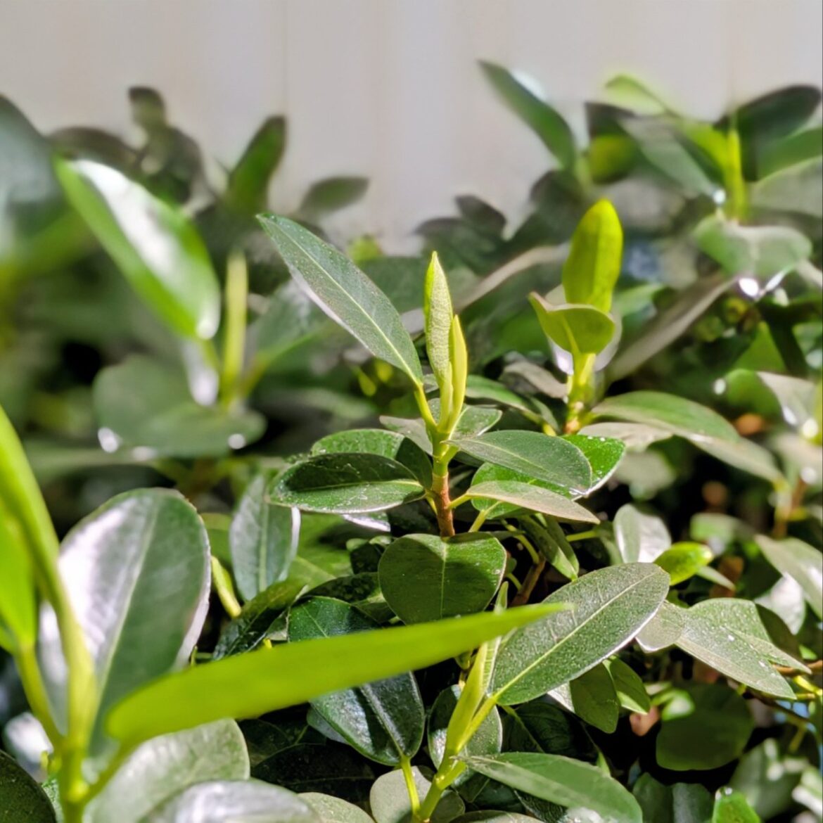 観葉植物フランスゴムの画像
